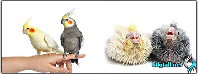 Sultan Papağanı Hakkında Bilinmeyenler sultan-papagani