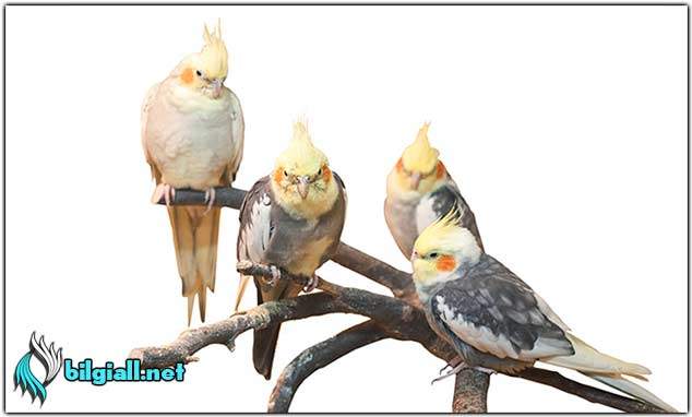 Sultan Papağanı Hakkında Bilinmeyenler sultan-papagani