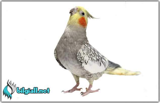 Sultan Papağanı Hakkında Bilinmeyenler sultan-papagani