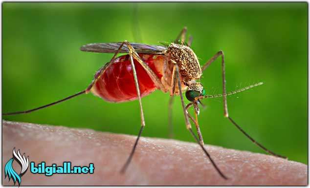sivrisinek-kovucusu;sivrisinek-neye-gelmez;sivrisinekten-nasil-korunulur;sivrisinek-isirigi